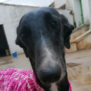 Reina adoptée en Dordogne