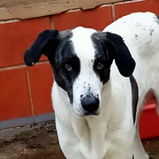 Pan adoptée dans les Bouches-du-Rhône