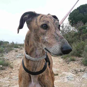 Katrina adoptée en Corrèze