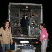 Chargement des chiens à Zaragoza