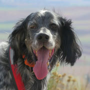 Suli adopté en France