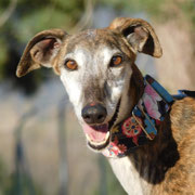 Sindia adoptée en Belgique