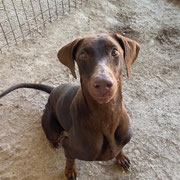 Neflix adoptée en Espagne