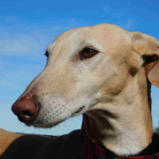 Curro adopté dans le Gard