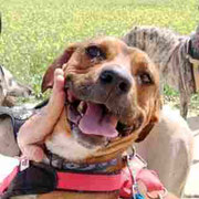 Tayler adopté en Espagne