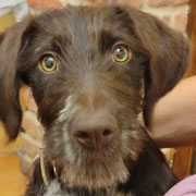 Dilay adopté en Haute-Savoie