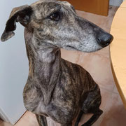 Lea adoptée en Seine-et-- Marne