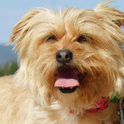 Helga adoptée en Gironde