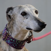 Carinosa adoptée dans les Pyrénées-Orientales