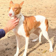 Canela adoptée en Haute-Garonne