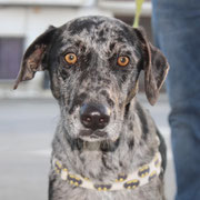 Gela adoptée en Espagne