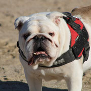 Dexter adopté en Belgique