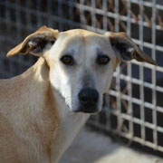 Lubia adoptée en Espagne
