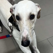 Neser adopté en Espagne