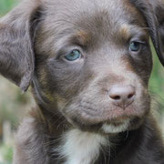 Trasgo adopté en Haute-Garonne