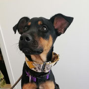 Sauve adopté en Charente-Maritime