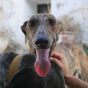 Violeta adoptée en Espagne