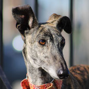 Zarina adoptée dans l'Indre