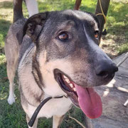 Pichita adopté en Charente