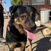 Freddie adopté en Charente