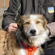 Zhor adopté en Seine et Marne