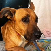 Layka adoptée dans le Pas-de-Calais