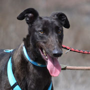 Sira adoptée dans le Haut-Rhin