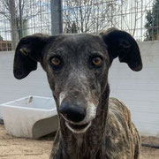 Cleopatra adoptée en Espagne