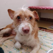 Ofélia adoptée dans le Haut-Rhin