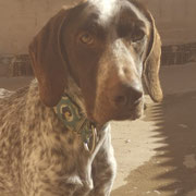 Cash adopté dans la Loire-Atlantique