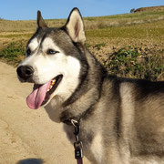 Darky adopté dans l'Yonne