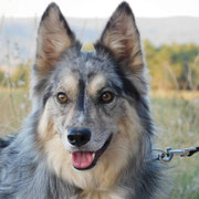 Zuko adopté en Isère