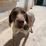 Lope adopté en Dordogne
