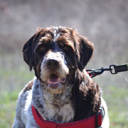 Rastas adopté en Espagne