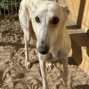 Dakota adoptée en Ille-et-Vilaine