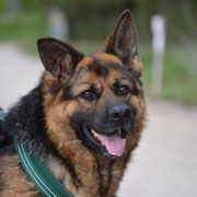 Milaidy adoptée dans l'Indre