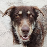 Robin adopté en Dordogne