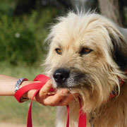 Alfa adoptée dans le Val d'Oise