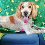 Blas adopté en Allemagne