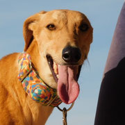 Asel adopté dans l'Ain