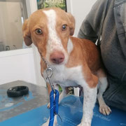 Ely adoptée en Seine-et-Marne