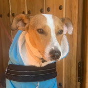 Oddie adopté dans l'Eure