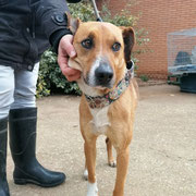 Dani adopté en Gironde