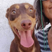 Hoshi adopté dans le Haut-Rhin