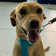 Nala adoptée en Haute-Marne