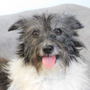 Mandy adoptée dans le Puy-de-Dôme