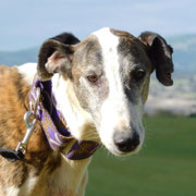 Rayo adopté dans le Gard