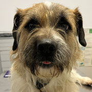 Aldo adopté dans le Val-de-Marne