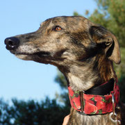 Monet adopté dans le Var