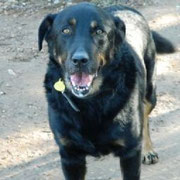 NEGRO parrainé par JOSIANE